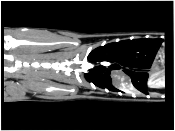 高度画像診断(CT)科 | もりやま犬と猫の病院