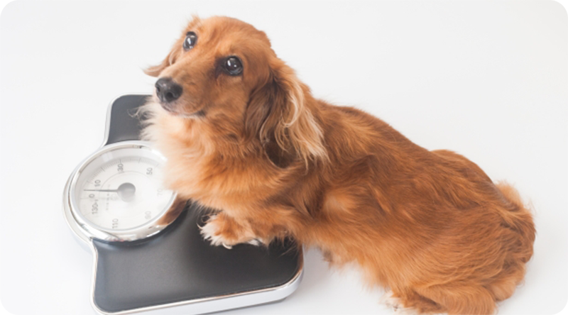 ダイエットセミナー