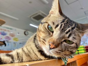 受付 獣医師 動物看護師 受付 Tomarigi もりやま犬と猫の病院